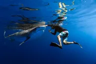 Haleiwa Shark Dive Experience thumbnail 5