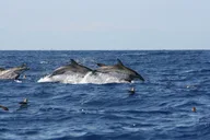 South Padre Island Historical Wildlife and Dolphin Cruise thumbnail 1
