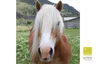Erik's Ranch Horseback Riding Experience thumbnail 4