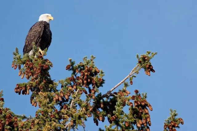 Grand Teton Wildlife Safari Tour - Image 6