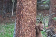 West Yellowstone Wildlife Viewing Tour with Lunch thumbnail 2