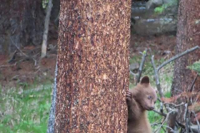 West Yellowstone Wildlife Viewing Tour with Lunch - Image 2