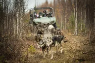 Fairbanks Fall Foliage Mushing Cart Ride thumbnail 2