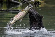 Ketchikan Private Wildlife Tour 4 hr thumbnail 3