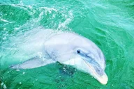 Panama City Beach Pontoon Boat Rental thumbnail 4