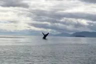 Hoonah Whale Watching Tour thumbnail 2