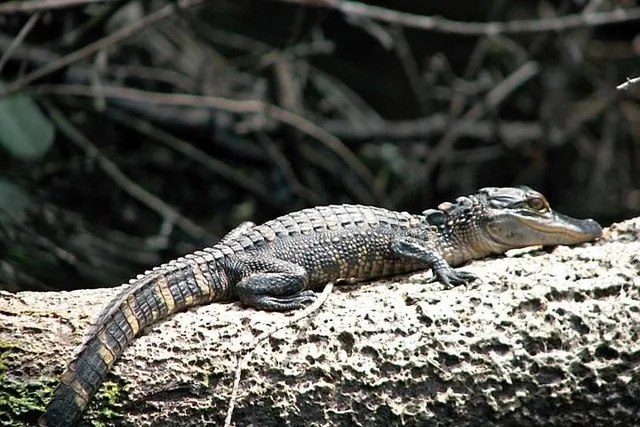 Loxahatchee River Guided Kayak Tour - Image 3