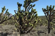 Las Vegas Grand Canyon West Tour with Skywalk thumbnail 5