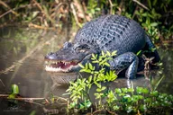 New Orleans Swamp and Bayou Boat Tour thumbnail 2