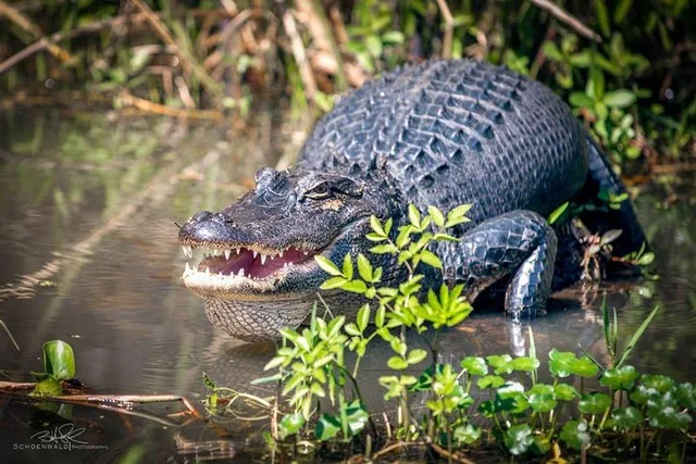 New Orleans Swamp and Bayou Boat Tour - Image 2