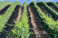 Temecula Wine Tour from Encinitas thumbnail 3