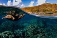 Wailea Snorkeling Experience for First Timers thumbnail 6