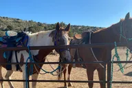 Grand Canyon Horseback Ride thumbnail 5