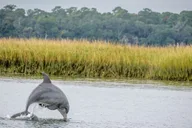 Savannah Dolphin Eco Tour thumbnail 2
