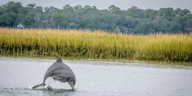 Savannah Dolphin Eco Tour - Image 2