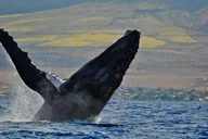 Ma'alaea Whale Watching Tour Aboard Catamaran thumbnail 4