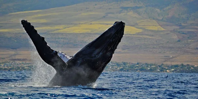 Ma'alaea Whale Watching Tour Aboard Catamaran - Image 4