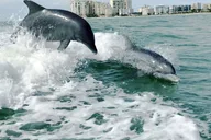 Marco Island Wild Dolphin Tour thumbnail 2