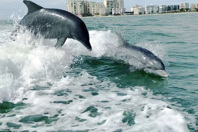 Marco Island Wild Dolphin Tour - Image 2