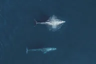 Monterey Whale Watching Tour thumbnail 5