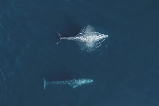 Monterey Whale Watching Tour - Image 5
