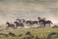 Cody Wild Mustang Tour - Private Half Day thumbnail 4