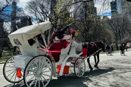 New York Central Park Carriage Ride 40 min thumbnail 6