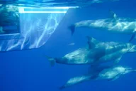 Dana Point Dolphin and Whale Watching with Underwater Viewing thumbnail 2