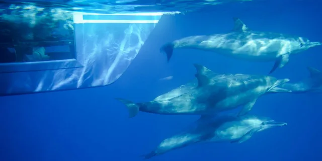 Dana Point Dolphin and Whale Watching with Underwater Viewing - Image 2