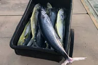 St. Augustine Fishing Charter thumbnail 2