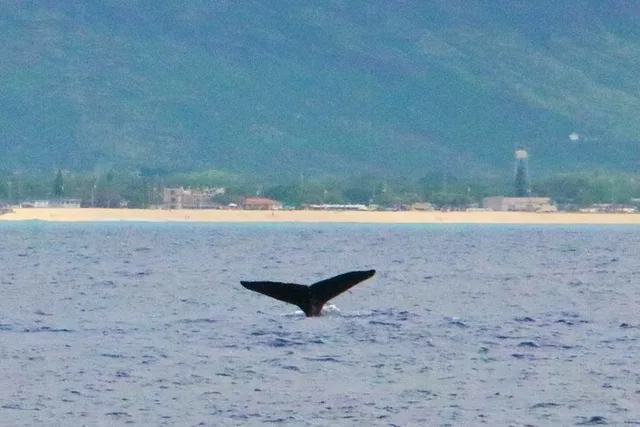 Oahu Dolphin Swim Private Cruise - Image 5