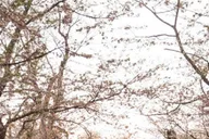 Washington D.C. Kenwood Cherry Blossoms Tour 3 hr thumbnail 5