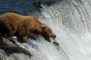 Katmai Bear Viewing Float Plane Tour