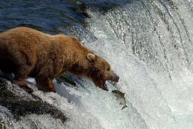 Katmai Bear Viewing Float Plane Tour - Image 1