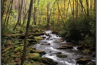 Great Smoky Mountains Historic River Tour thumbnail 2
