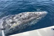 San Diego Whale & Dolphin Adventure thumbnail 3