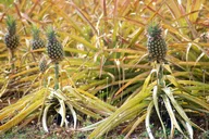 Maui Pineapple Farm Tour in Haliimaile thumbnail 1