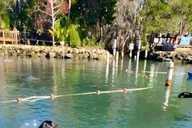 Crystal River Clear Kayak Manatee Tour 2.5 hr thumbnail 5