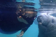 Crystal River Manatee Snorkel Tour thumbnail 4