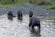 Ketchikan Native Cultural Scenic Experience thumbnail 1