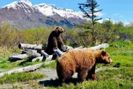 Anchorage Wildlife Conservation Center Admission thumbnail 1