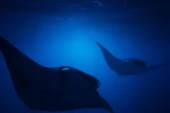 Kailua-Kona Manta Ray Snorkel Tour thumbnail 6