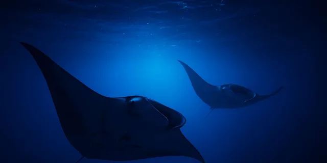 Kailua-Kona Manta Ray Snorkel Tour - Image 6