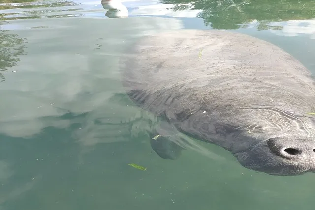 Orlando Silver Springs Kayak and Glass Boat Tour - Image 3