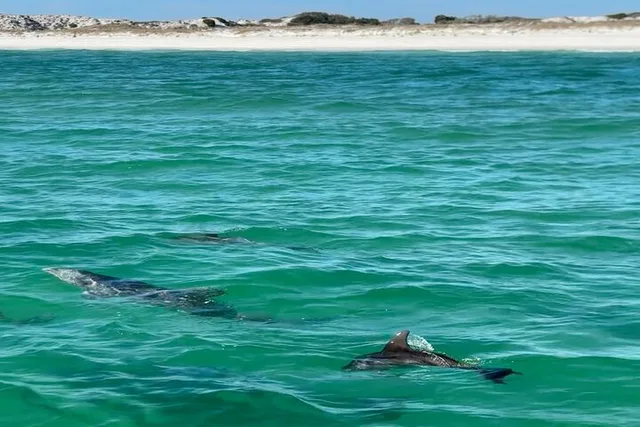 Panama City Beach Dolphin Sightseeing Boat Tour - Image 6