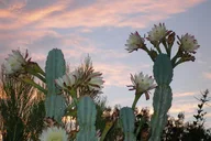 Phoenix Apache Trail and Dolly Steamboat Tour thumbnail 3