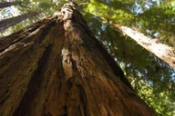 San Francisco Muir Woods and Sausalito Tour thumbnail 1