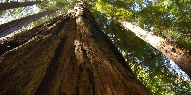 San Francisco Muir Woods and Sausalito Tour - Image 1