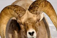 Jackson Wildlife and Snowshoe Tour in Grand Teton thumbnail 3