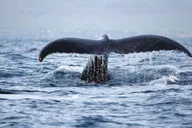 Waikoloa Whale Watching Catamaran Tour 1.5 hr thumbnail 4